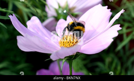 Close up di ripresa macro di un Bumble Bee alimentare su nectar su una colorata viola fiore. Foto Stock