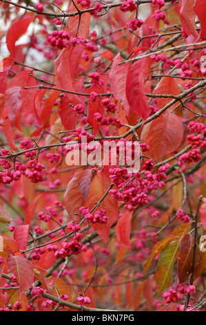 Albero mandrino (euonymus hamiltonianus) Foto Stock