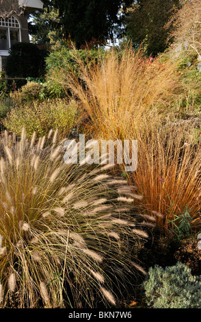 Fontana di nana erba (pennisetum alopecuroides) e alte moor erba (molinia arundinacea 'trasparente') Foto Stock