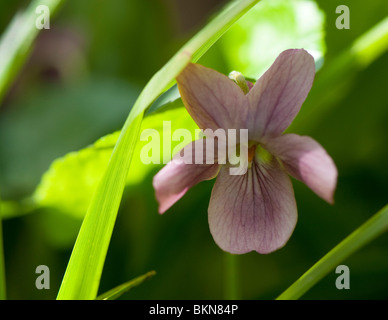 Dusky rosa viola mammola, Viola odorata, in fiore in primavera Foto Stock