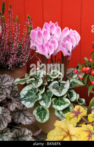 Il persiano ciclamino (Cyclamen persicum) Foto Stock