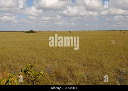 Vista su Everglades da Pa fieno Okee lookout, Everglades, Florida, Stati Uniti d'America. Il fiume di erba Foto Stock