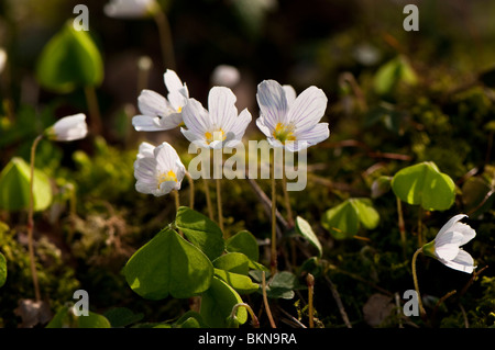 Wood Sorrel, Oxalis acetosella, in fiore nei boschi in primavera Foto Stock