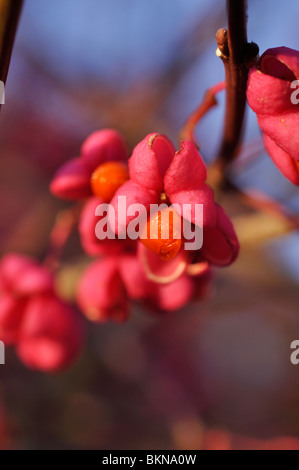 Albero mandrino (euonymus hamiltonianus) Foto Stock