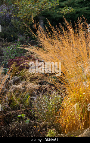 Tall moor erba (molinia arundinacea 'trasparente') Foto Stock