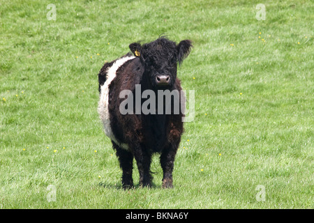 Giovani Belted Galloway bull il roaming sulla Machars, Dumfries & Galloway, Scozia Foto Stock