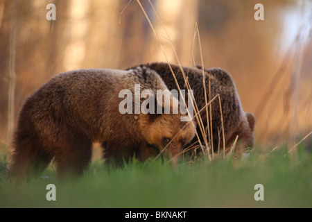 Unione l'orso bruno (Ursus arctos) mangiare erba, uno che guarda con sospetto. Foto Stock