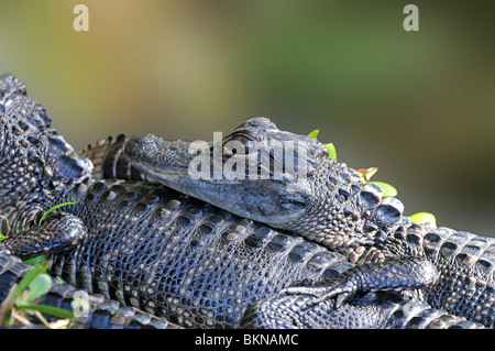 Il coccodrillo americano: Alligator mississippiensis. Florida, Stati Uniti d'America. I giovani nel nido Foto Stock