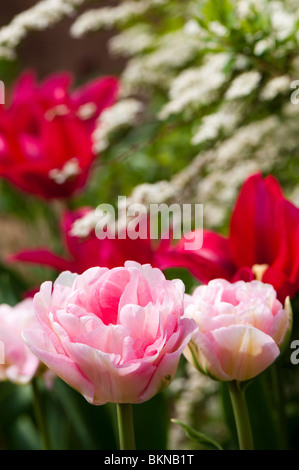Giardino confine con trionfo tulipani "Angelique' e tulipani viridiflora 'Doll il Minuetto' in primavera Foto Stock