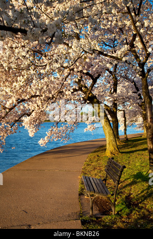 Una panchina nel parco e la fioritura dei ciliegi lungo il sentiero intorno al bacino di marea a Washington DC, Stati Uniti d'America Foto Stock