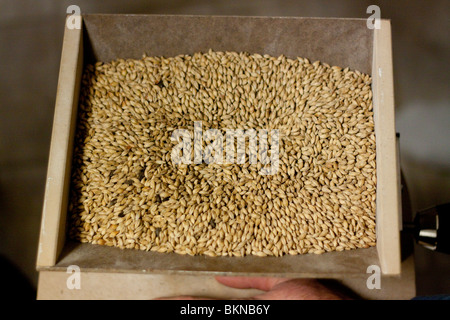 Orzo maltato viene macinato prima di home produzione birra. Foto Stock
