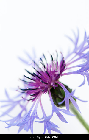 In prossimità di una Centaurea montana o perenni Fiordaliso contro uno sfondo bianco Foto Stock