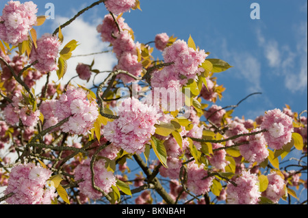 Fiore rosa su una domestica di potare albero in Hyde Park, Londra, Regno Unito, maggio 2010 Foto Stock