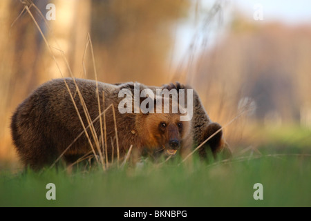 Unione l'orso bruno (Ursus arctos) Foto Stock