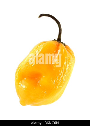 Giallo Scotch Bonnet peperoncino Foto Stock