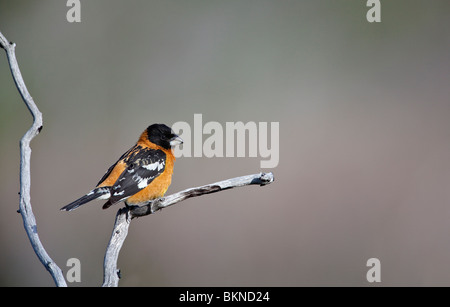 Un maschio a testa nera grosbeak in allevamento piumaggio appollaiato su un ramo morto di Gambel Oak, emigrazione Canyon dello Utah. Foto Stock