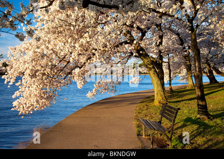 Una panchina nel parco e la fioritura dei ciliegi lungo il sentiero intorno al bacino di marea a Washington DC, Stati Uniti d'America Foto Stock