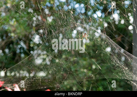 Tenda spider, (Cyrtophora moluccensis), Queensland, Australia Foto Stock