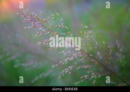 DROPSEED settentrionale (SPOROBOLUS HETEROLEPIS) IN ESTATE NEL NORD DELL'ILLINOIS, Stati Uniti d'America Foto Stock