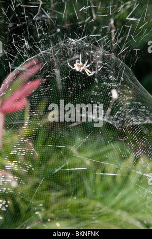 Tenda spider, (Cyrtophora moluccensis), Queensland, Australia Foto Stock