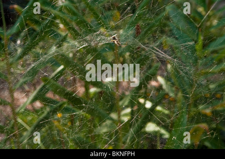 Tenda spider, (Cyrtophora moluccensis), Queensland, Australia Foto Stock