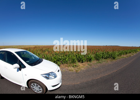 Di piccole dimensioni e di colore bianco del parco auto in un campo di mais Foto Stock