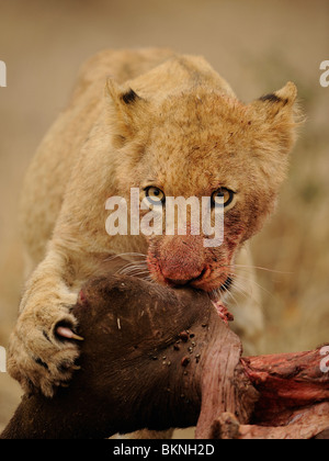 Dettaglio van etende leeuwenwelp bij uccidere van een buffel, dettaglio di alimentare i lions cub presso un kill di un bufalo Foto Stock