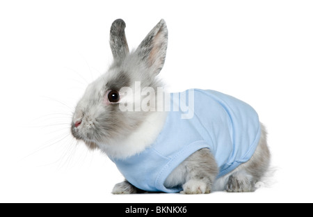 Vestito dwarf rabbit, 3 mesi di età, di fronte a uno sfondo bianco Foto Stock