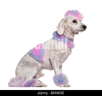 Barboncino curati con rosa e viola la pelliccia e mohawk, 1 anno di età, seduto di fronte a uno sfondo bianco Foto Stock