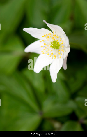 Chiudere con il fuoco selettivo del legno (Anemone Anemone nemerosa) Foto Stock