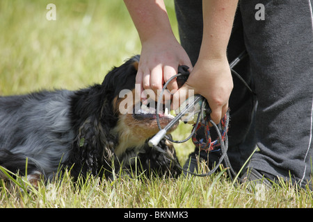 English Cocker Spaniel Foto Stock