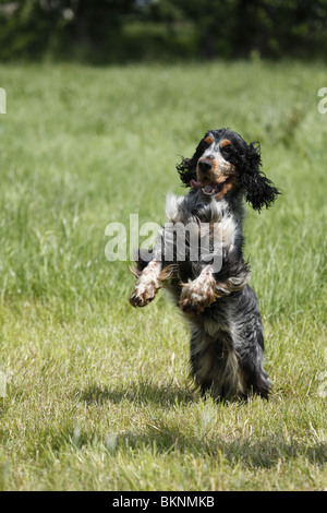 English Cocker Spaniel Foto Stock