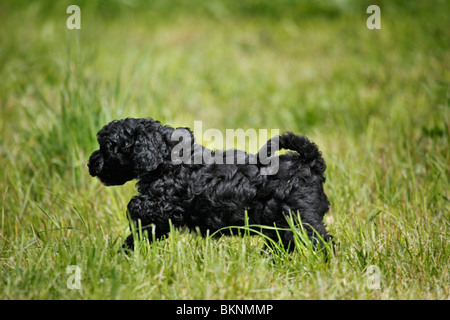 Cockapoo Welpe / Cockapoo cucciolo Foto Stock