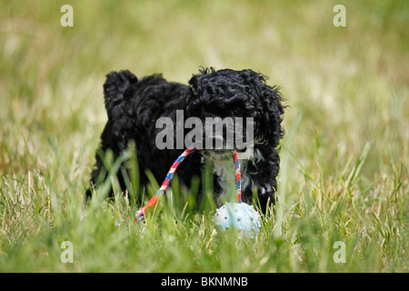 Cockapoo Welpe / Cockapoo cucciolo Foto Stock