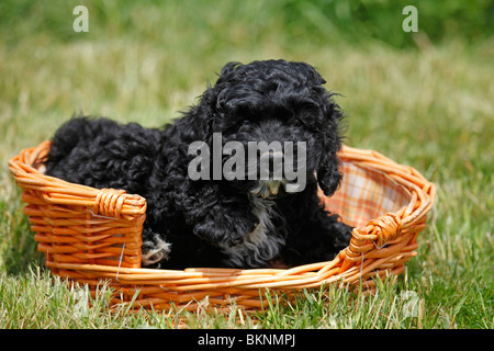 Cockapoo Welpe / Cockapoo cucciolo Foto Stock