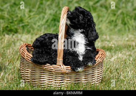 Cockapoo Welpen / Cockapoo cuccioli Foto Stock