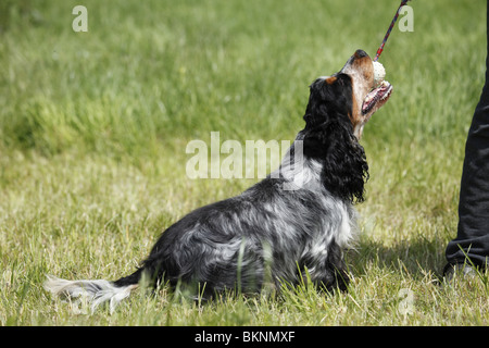 English Cocker Spaniel Foto Stock