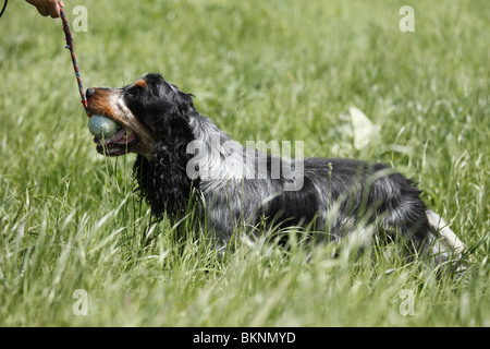 English Cocker Spaniel Foto Stock