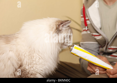 Katze bekommt Leckerchen / gatto ottiene il trattamento Foto Stock