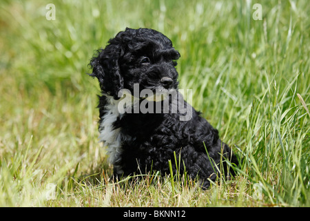 Cockapoo Welpe / Cockapoo cucciolo Foto Stock