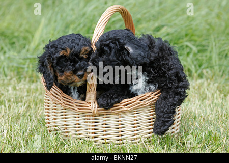 Cockapoo Welpen / Cockapoo cuccioli Foto Stock