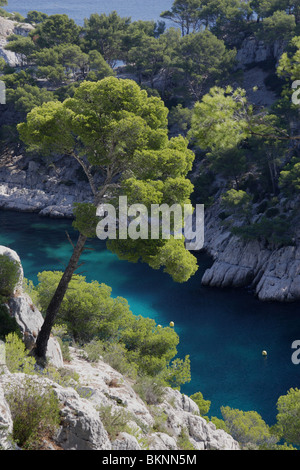 Ingresso delle montagne rocciose marseille pino cassis mare mediterraneo Provence Francia Foto Stock