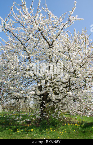 La fioritura degli alberi da frutto in campo di tarassaco vicino Bilzen, Hesbaye Belgio Foto Stock