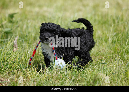 Cockapoo Welpe / Cockapoo cucciolo Foto Stock