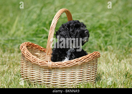 Cockapoo Welpe / Cockapoo cucciolo Foto Stock