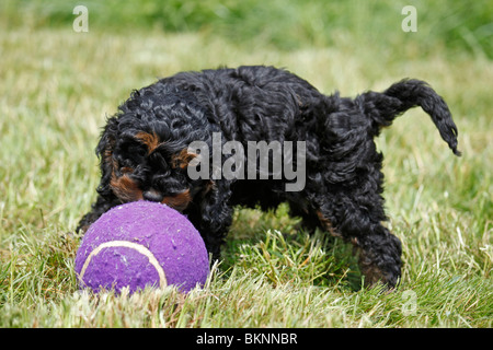 Cockapoo Welpe / Cockapoo cucciolo Foto Stock
