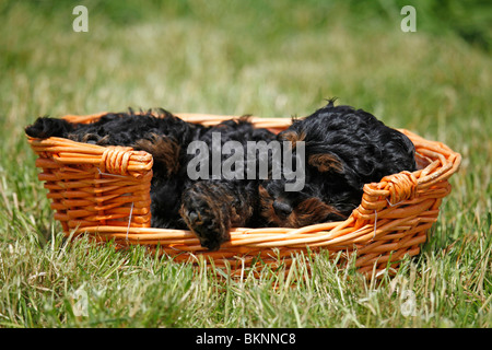 Cockapoo Welpe / Cockapoo cucciolo Foto Stock