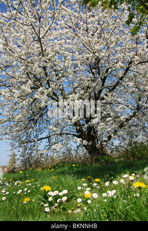 La fioritura degli alberi da frutto in campo di tarassaco vicino Bilzen, Hesbaye Belgio Foto Stock