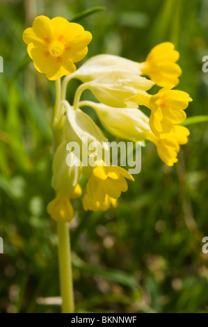 Close up di un cowslip (primula veris) Foto Stock