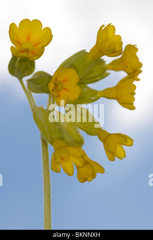 Close up di un cowslip (primula veris) Foto Stock